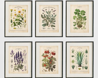Herbs Art Print Botanical Art Prints Home Decor Kitchen Print Set of Six Botanical Chart Victorian Poster