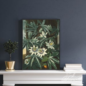 Passiflora Flower Print: Vintage Botanical Illustration, Antique Style Wall Art