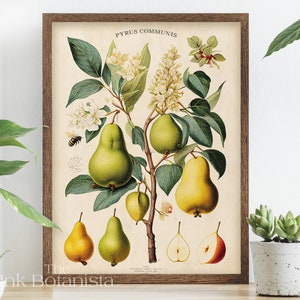 Vintage Birnendruck, Obstposter, botanisches Poster, Küchenwandkunst, Birnenarten-Diagramm, antiker Stil Obstgelbdruck