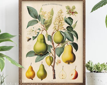 Vintage pear print, fruit poster, botanical poster, kitchen wall art, pear types chart, antique style fruit yellow print