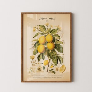 Vintage botanische kaartafdruk Citrus Limon - Muurkunst citroenboom met fruit