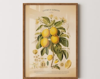 Citrus Limon Vintage Botanical Chart Print - Lemon Tree with Fruit Wall Art