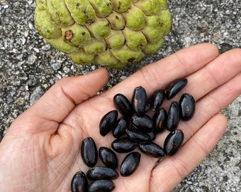 Annona Squamosa - Green Sugar Apple, Custard Apple, Sweet Sop Seeds