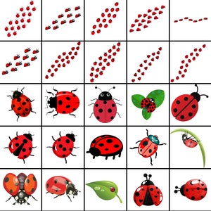 May include: A digital illustration of a ladybug in various poses. The ladybug is red with black spots and has black legs and antennae. The ladybug is shown in different positions, including flying, crawling, and standing on a leaf.