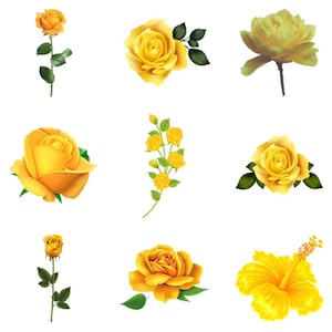 Gelbe Rose, Blume, Floral, Elegant, Romantik, Botanische PNG NUR | Druckbare Clipart | Sublimationsdruck | Sofortiger digitaler Download