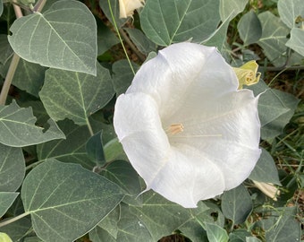 Datura Seeds | Certified Organic White Angel Trumpet, 10 Seeds Per Pack