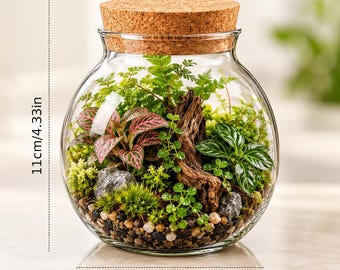 May include: A glass terrarium with a cork lid containing ferns, moss, a piece of driftwood, and pink-veined plants. The container measures 4.33 inches in height and 3.74 inches in width, as indicated by the visible measurement lines.