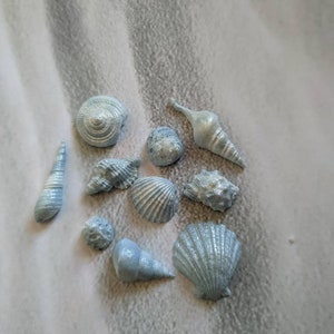 May include: A collection of nine small, light blue seashells of various shapes and sizes. The shells are arranged on a white and grey textured surface.