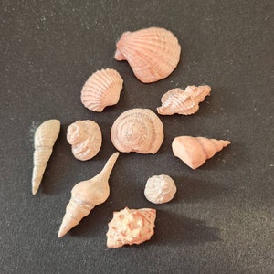 May include: A collection of ten seashells in various shapes and sizes. The shells are a mix of pink and white and have a natural, organic texture.