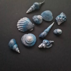 May include: A collection of blue and white seashells in a variety of shapes and sizes. The shells are arranged on a black background.