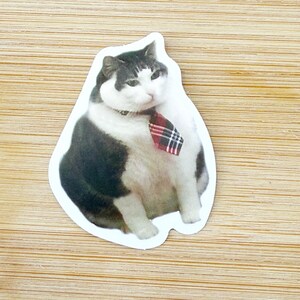 Cat With Tie Meme Sticker, Funny Cat Sticker, Funny Waterproof Sticker Decal For Laptop, Luggage, Water Bottle, Phone Case