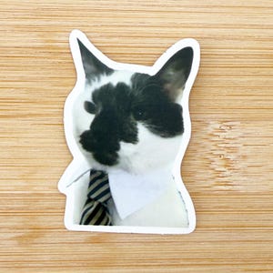 Professional Cat Meme Sticker, Funny Cat Sticker, Funny Waterproof Sticker Decal For Laptop, Luggage, Water Bottle, Phone Case