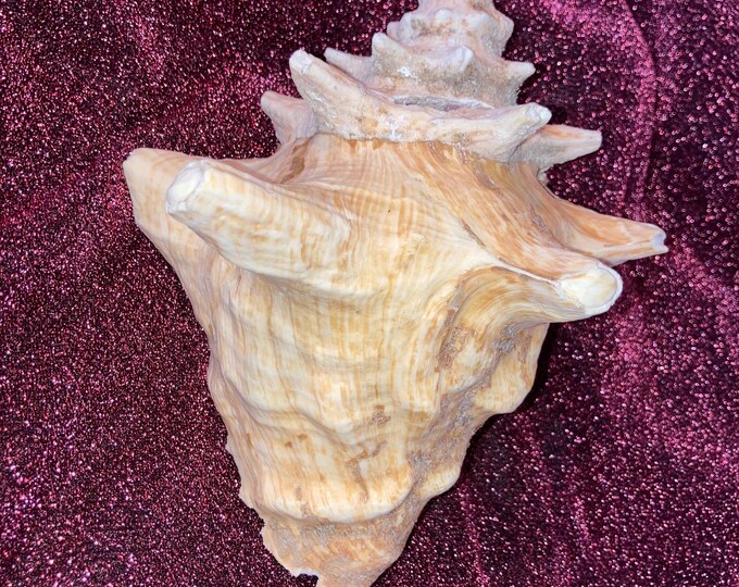Pink Conch Shell Turtle Bahama Pink Conch Shell - Etsy