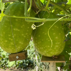 Fresh garden/home grown Winter Melon (1 count avg 10-15lbs)