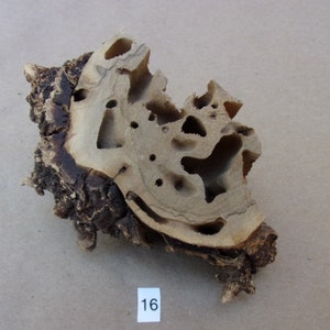 Craft Wood - Interesting cuttings from termite colony wood