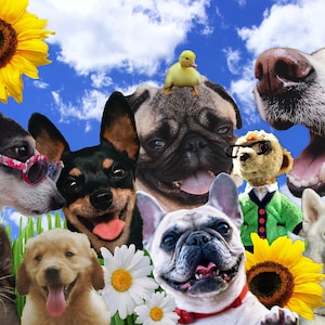 Bresaw Cool Pups Jigsaw Puzzle 1,000 Piece