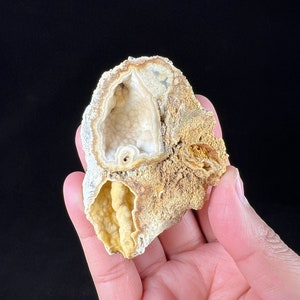 Florida Fossil Coral