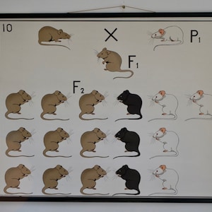 Vintage School Chart GENETIK MOUSE school chart Gamke, Berlin Original Educational Chart 60s