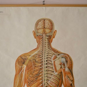 Vintage NERVOUS SYSTEM back school HYGIENEMUSEUM Dresden 60s Original Educational Chart