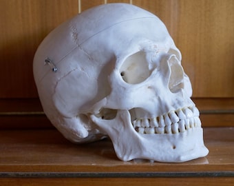 Vintage Artificial Human SKULL - Somso Educational Model 2parts