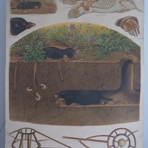 以下が含まれることがあります： モグラ（Talpa europaea）を描いたヴィンテージ教育ポスター。解剖学、生息地、巣穴システムの詳細なイラストが描かれています。ドイツ語のテキストが含まれており、教育目的の科学的なイラストです。