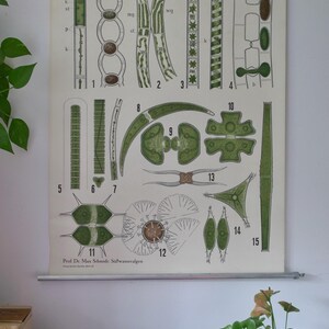 Vintage CONJUGATAE ALGAE T.III Schulkarte Pr.Dr. M. Schmidt Original Lehrtafel 50er Jahre