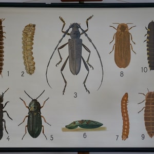 Vintage School Chart BEETLES II Westermann Originele Educatieve Kaart