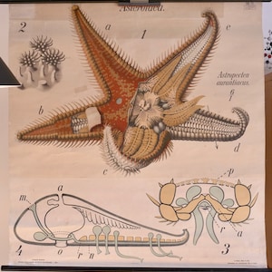 Quadro escolar vintage PFURTSCHELLER STARFISH Astropectenaurantiacus Quadro educacional original