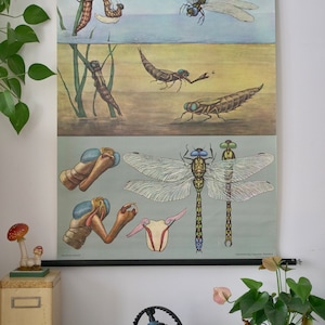 DRAGONFLY Vintage School Jung Koch Quentell originele educatieve grafiek