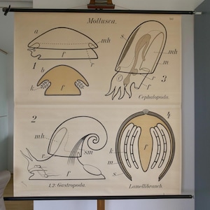 Carte scolaire vintage PFURTSCHELLER escargot MOLLUSKA Carte éducative originale gastropodes Lamellibranches céphalopodes