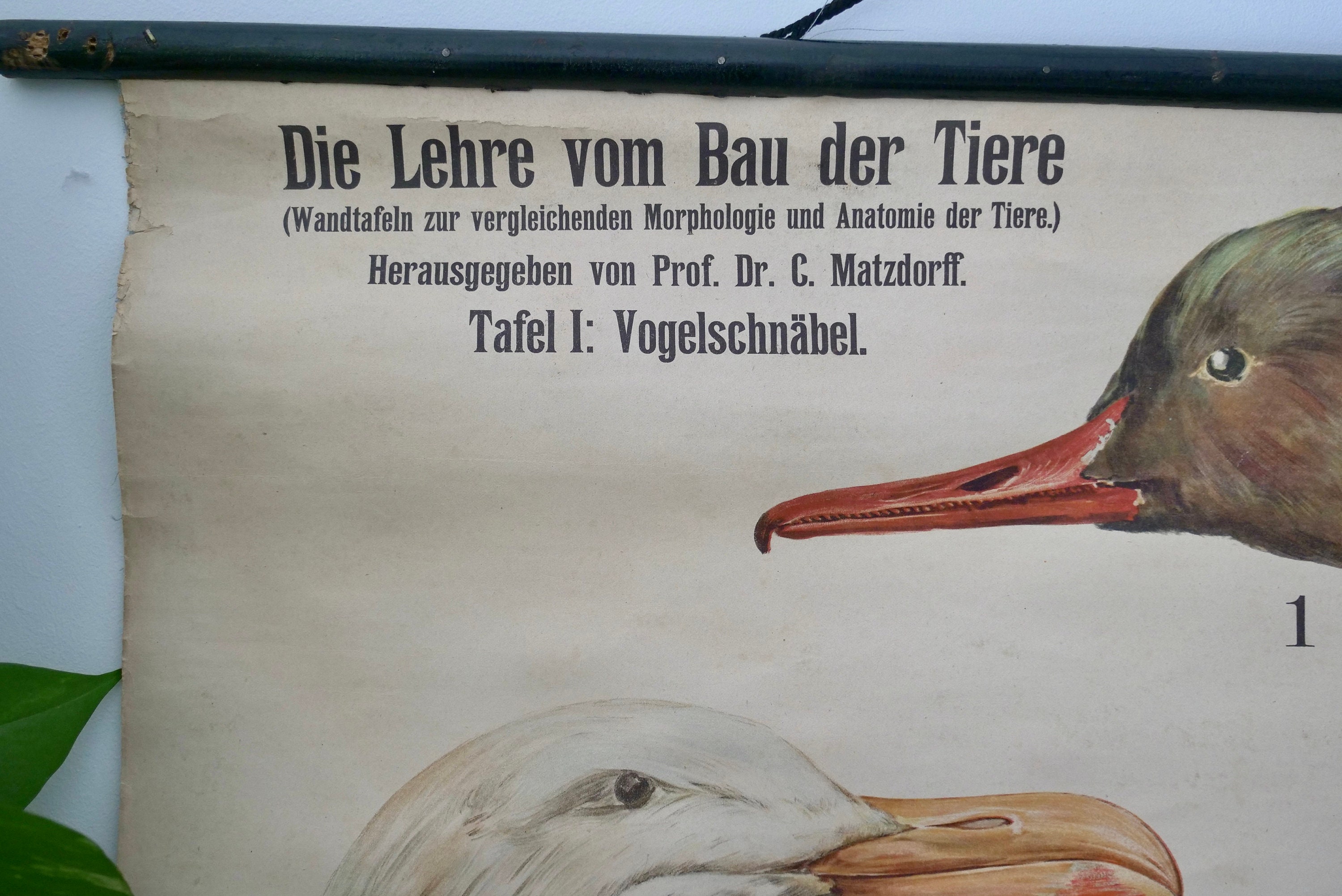 Vintage School CHART BIRD Beaks Lithograph Schreiber Verlag 1900 ...