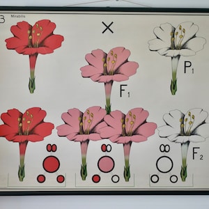 Vintage schoolkaart GENETIK MIRABILIS schoolkaart Gamke, Berlijn originele educatieve kaart jaren '60