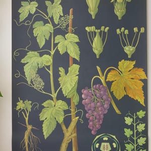 carte scolaire vintage VINE Jung Koch Quentell carte éducative originale