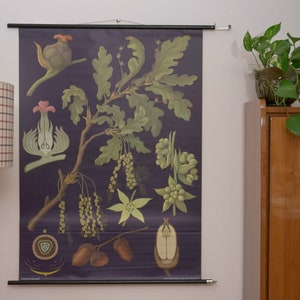 Vintage OAK TREE school chart Jung Koch Quentell Original Educational Chart