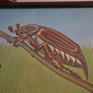 Vintage  School Chart Cockchafer Jung Koch Quentell Original Educational Chart