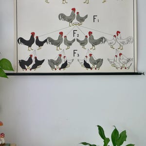 Carta scolastica d'epoca GENETIK CHICKEN carta scolastica Gamke, Berlino Carta educativa originale anni '60