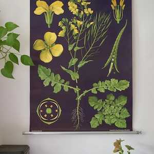 Vintage CANOLA RAPE-schoolkaart Jung Koch Quentell originele educatieve kaart