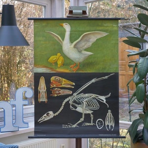Vintage GOOSE Schulkarte Jung Koch Quentell Original Lehrkarte