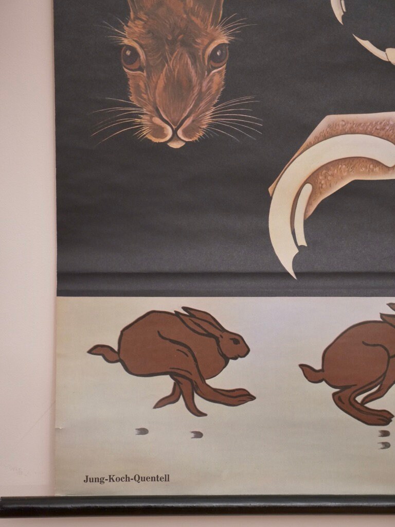 Jung And Rabbit Vintage School RABBIT Jung Koch Quentell Original Educational Chart - Etsy