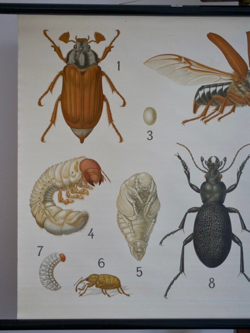 Vintage School Chart BEETLES I Westermann Original Educational Chart - Etsy