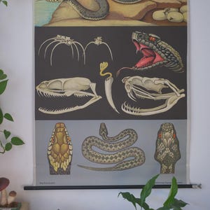 Puede incluir: Un póster educativo de estilo vintage con ilustraciones biológicas detalladas de serpientes. El cartel muestra diversas anatomías de serpientes, incluyendo cráneos, colmillos y representaciones de cuerpo completo en colores naturales sobre fondos beige, negro y gris.
