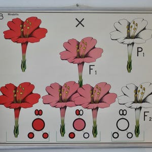 Vintage schoolkaart GENETIK MIRABILIS schoolkaart Gamke, Berlijn Originele educatieve kaart jaren 60