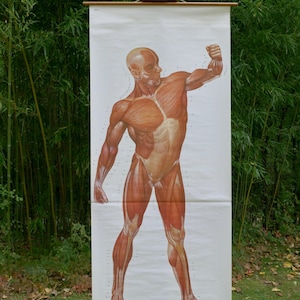 GRAPHIQUE vintage MUSCLES devant l'école HYGIENEMUSEUM carte éducative originale