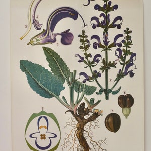 Vintage MEADOW SAGE bloemenschoolkaart Klett Verlag originele educatieve kaart