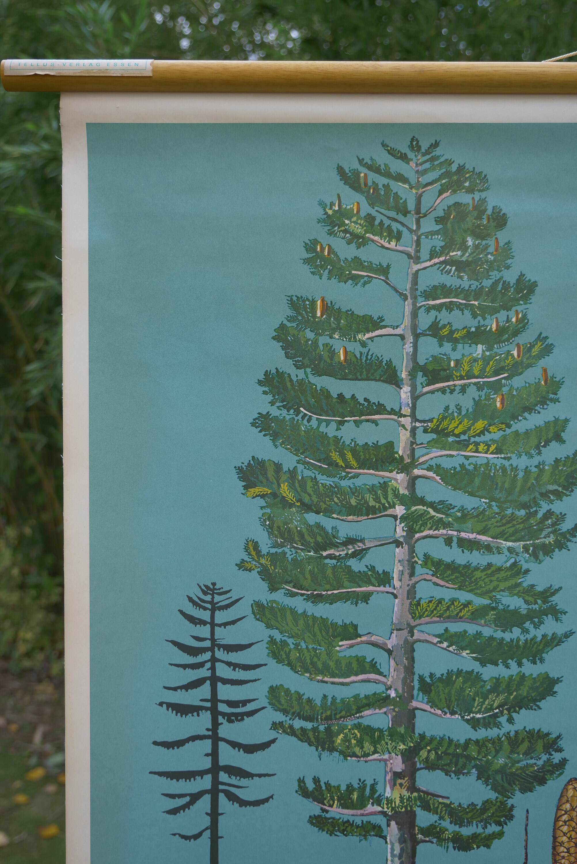 Vintage CONIFER TREES School Chart TELLUS Verlag Original Educational ...