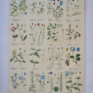 Può includere: Un poster educativo in stile vintage intitolato ACKER-UNKRÄUTER TAFEL II, che presenta illustrazioni botaniche dettagliate di varie erbacce e fiori selvatici disposti in una griglia, sospeso da aste in legno nero.