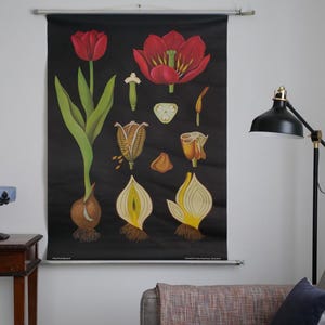 Vintage TULP TULPEN schoolkaart Jung Koch Quentell originele educatieve kaart