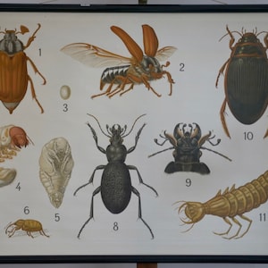 Vintage School Chart BEETLES I Westermann Original Educational Chart - Etsy