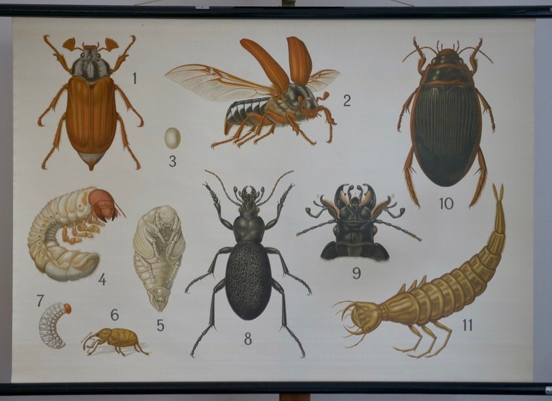 Vintage School Chart BEETLES I Westermann Original Educational Chart - Etsy