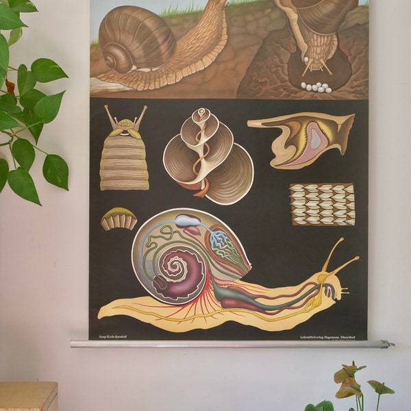 Vintage SNAIL school CHART Jung Koch Quentell Original Educational Chart